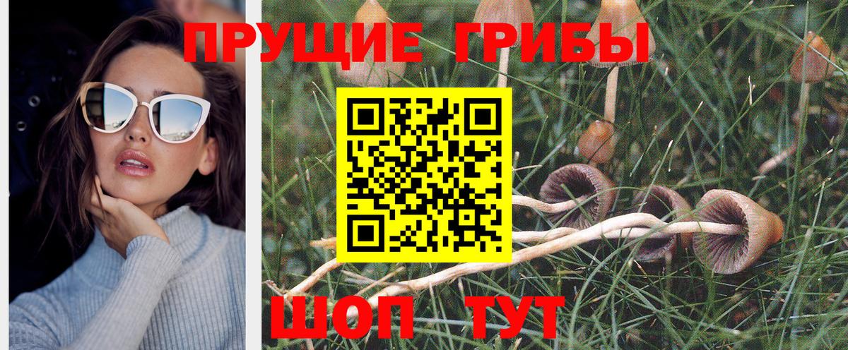 Галлюциногенные грибы Psilocybine cubensis  Вышний Волочёк 